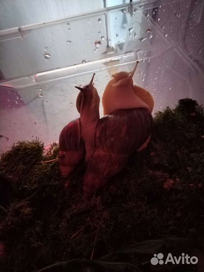 Улитки Ахатины