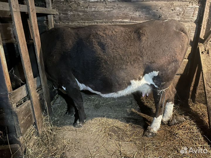 Корова на мясо