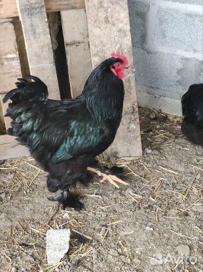 Петухи породы брама