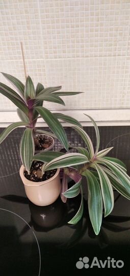 Комнатные растения