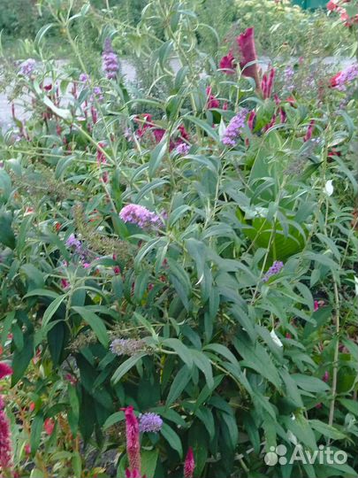 Будлея фиолетовая