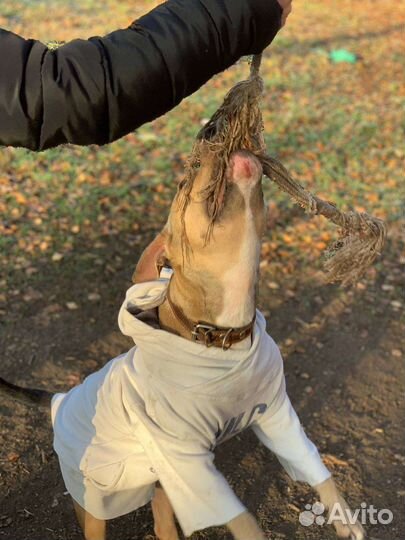 Красотка Дора Ищет Дом