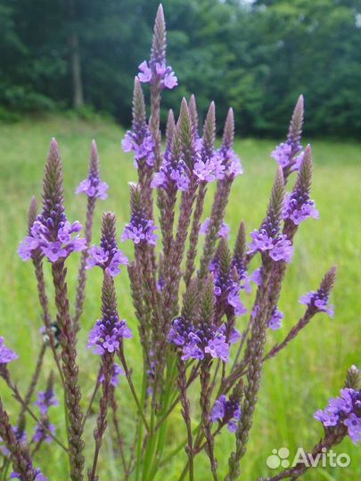 Лекарственные растения юга