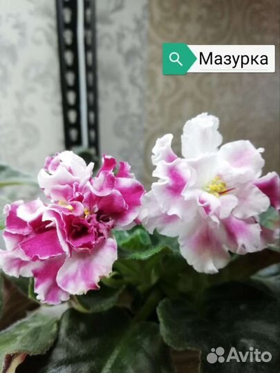 Фиалка мазурка