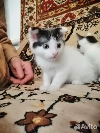 Отдам котят в заботливые руки