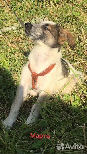 Собака в добрые руки