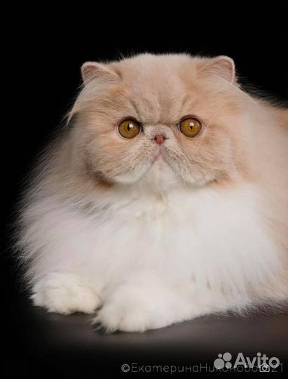 Персидская кошка