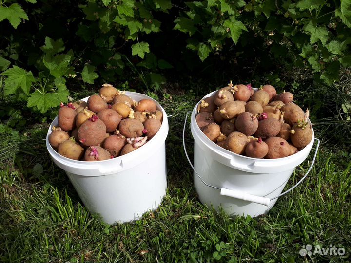 Семенной картофель