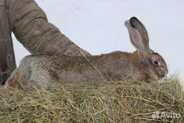 Продаются кролики
