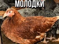 Купить Бройлерных Цыплят На Авито В Красноярске