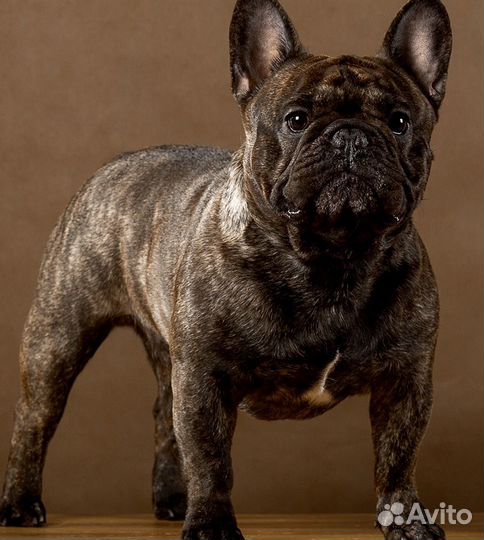Французский бульдог