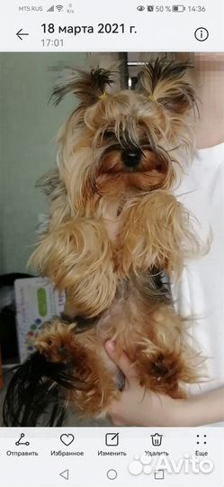 Щенки йоркширский терьер