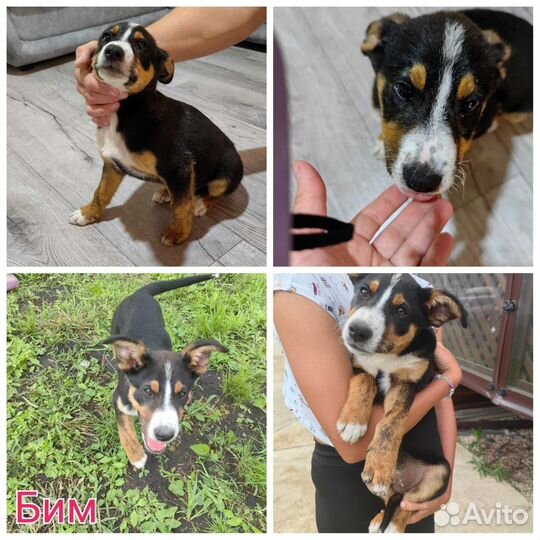 Собака в добрые руки отдам бесплатно