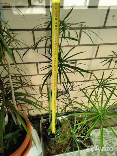 Циперус (папирус)