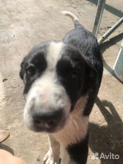 Щенки дворняги