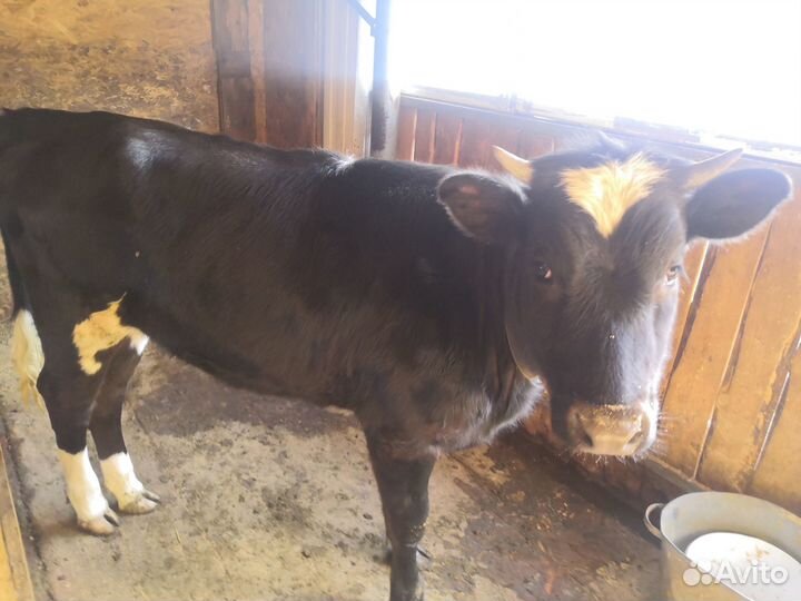 Телка 1 год