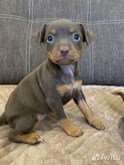 Той-терьер щенки