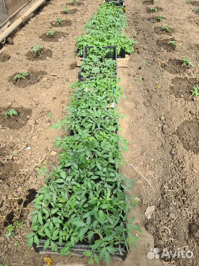 Рассада помидоров томатов