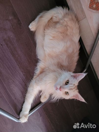 Котята Мейн Кун