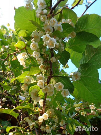 Актинидия коломикта