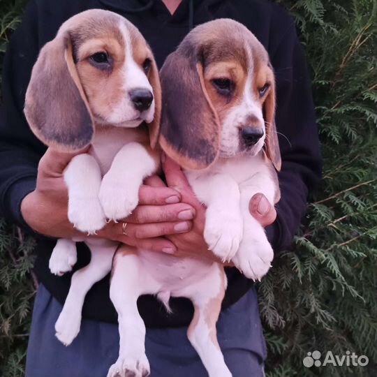 Щенки бигль