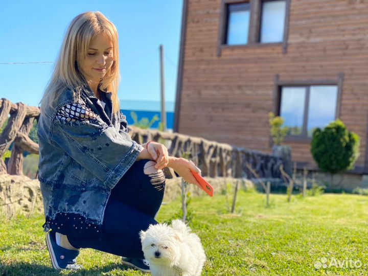 Передержка собак