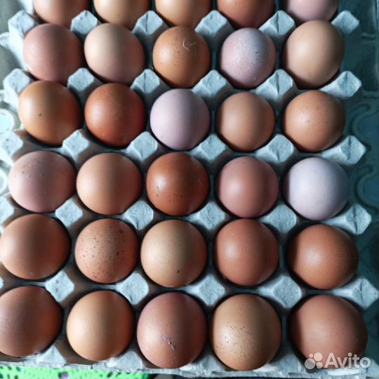 Яйцо домашнее