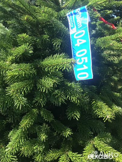 Сосна новогодняя оптом и в розницу