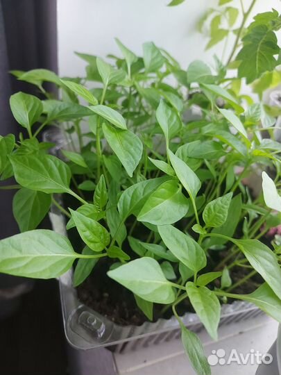 Рассада перца сладкого