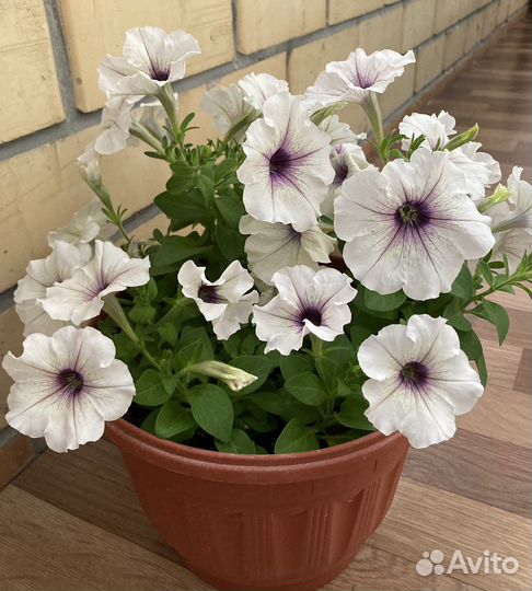 Петуния в кашпо