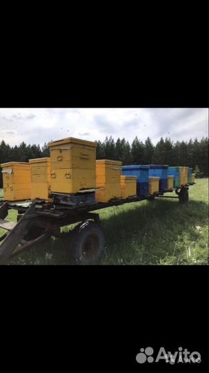 Мед Шигонского района