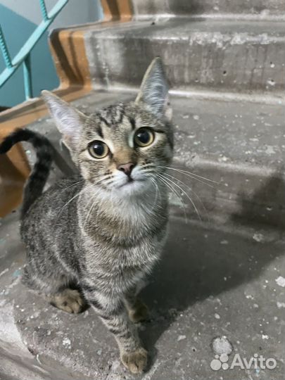 Кошечка в добрые руки