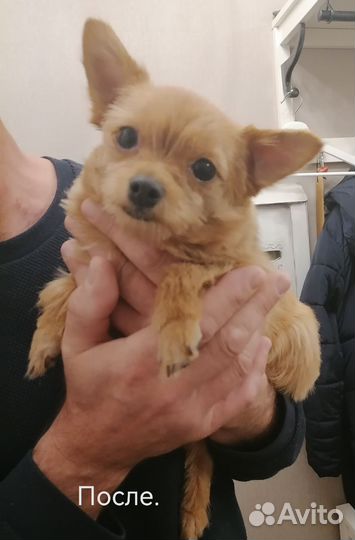 Груминг с выездом на дом