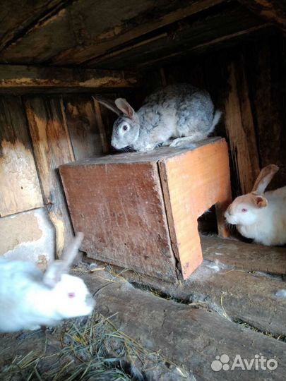 Калифорнийские кролики