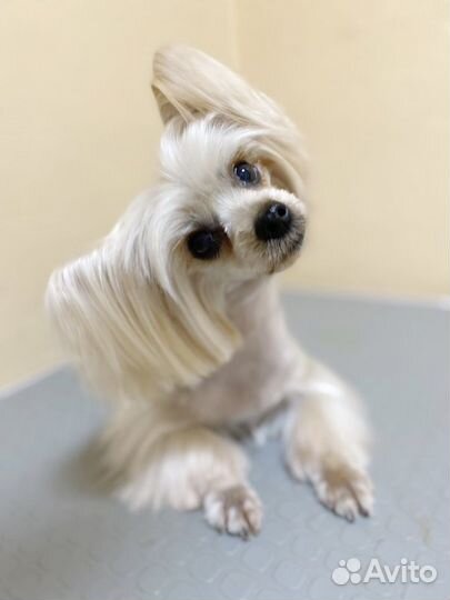 Стрижка собак и кошек, груминг