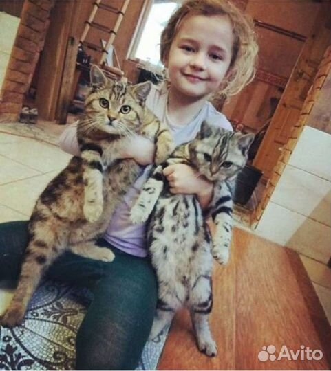 Британские котята