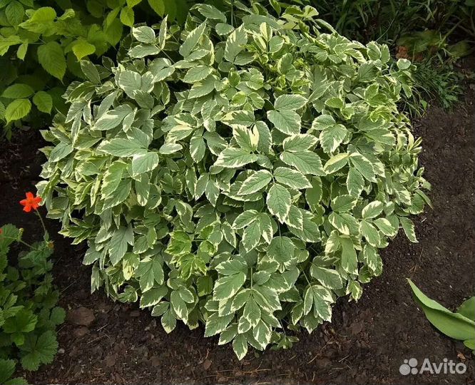 Сныть пестролисная декоративная