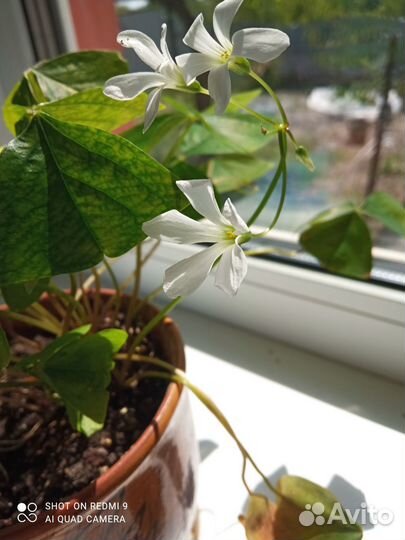 Кислица оксалис