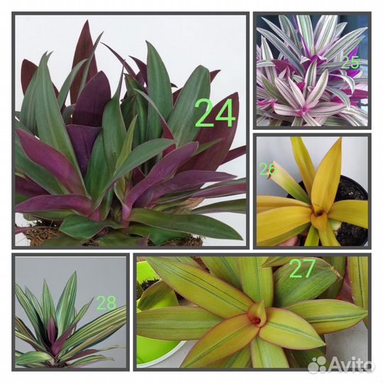 Традесканции