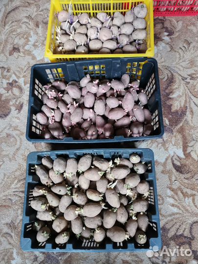 Картофель семенной