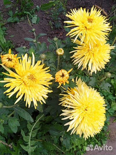 Хризантема