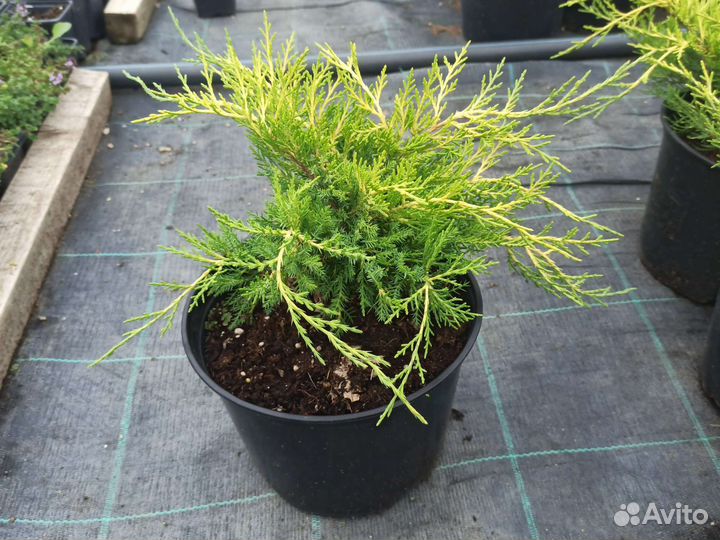 Можжевельник средний Голд Кост