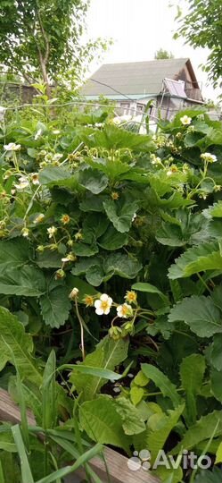 Земклубника