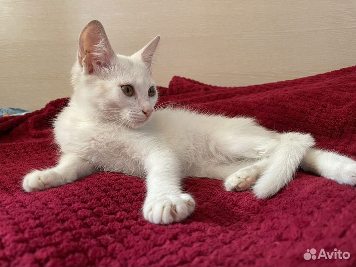 Котенок в добрые руки