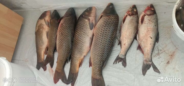 Свежая рыба
