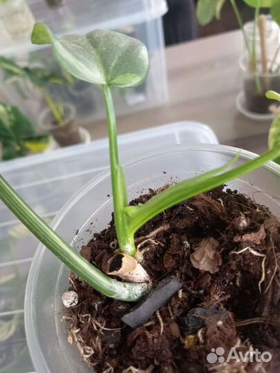 Филодендрон виолин вар