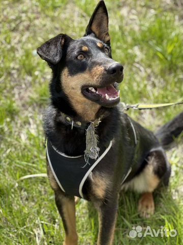 Собака из приюта