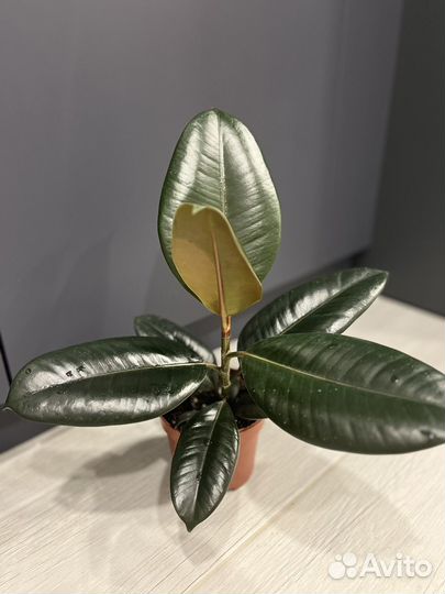 Алоказия Хойя Аглонема Фикус Абиджан спатифилиум