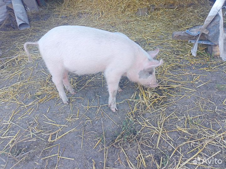 Продам кабанчика