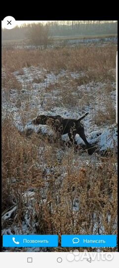 Дратхаар вязка